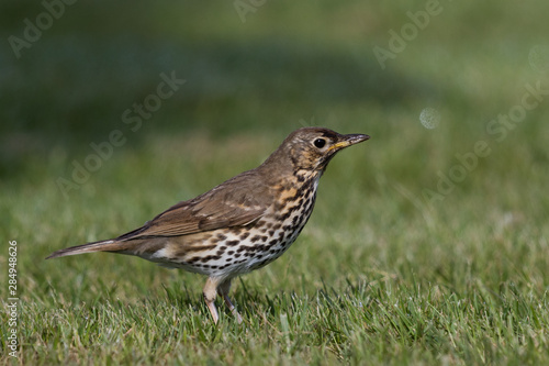 European Song Thrush