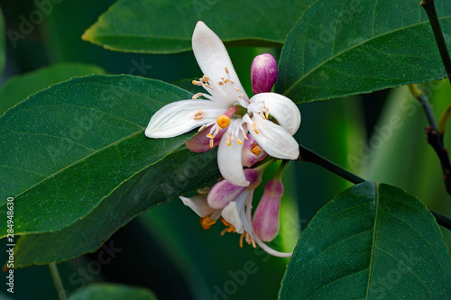 Canvas Print Meyer lemon flowers (Citrus x meyeri)