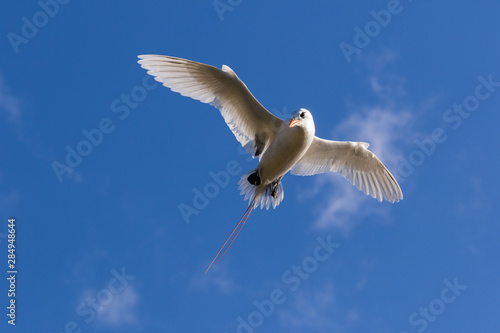 Red Tailed Tropicbird in Australia
