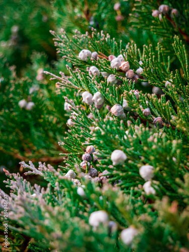 Juniper (Juniperus) close up of branches with berries.