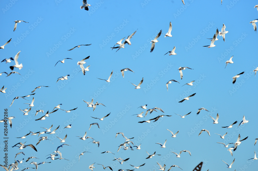 Fototapeta premium Oil pump and a beautiful bird