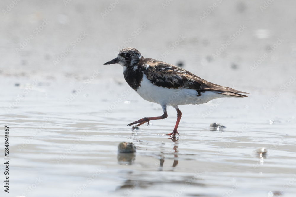 Ruddy Turnstone Ruddy Turnstone