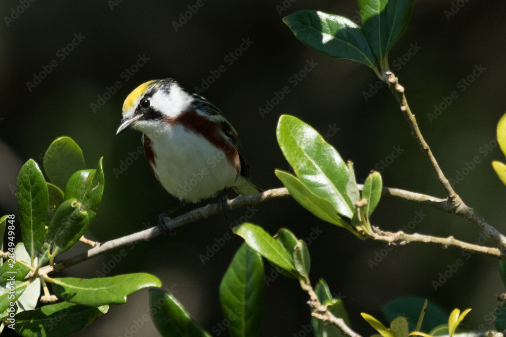 Fototapeta premium Chestnut Sided Warbler in Texas USA