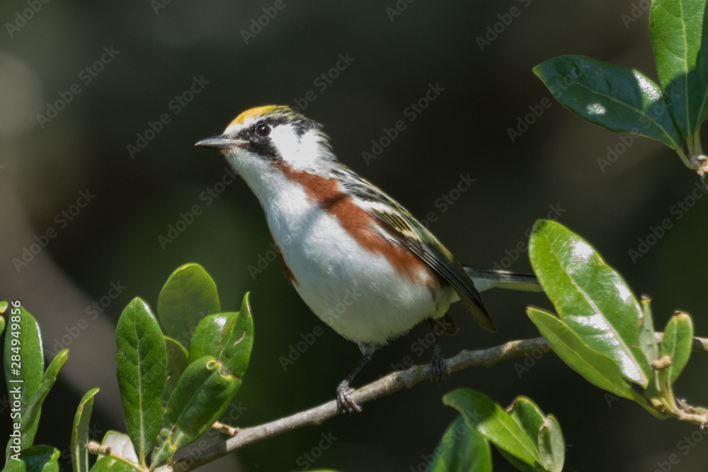 Fototapeta premium Chestnut Sided Warbler in Texas USA