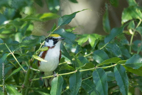 Chestnut Sided Warbler in Texas USA photo