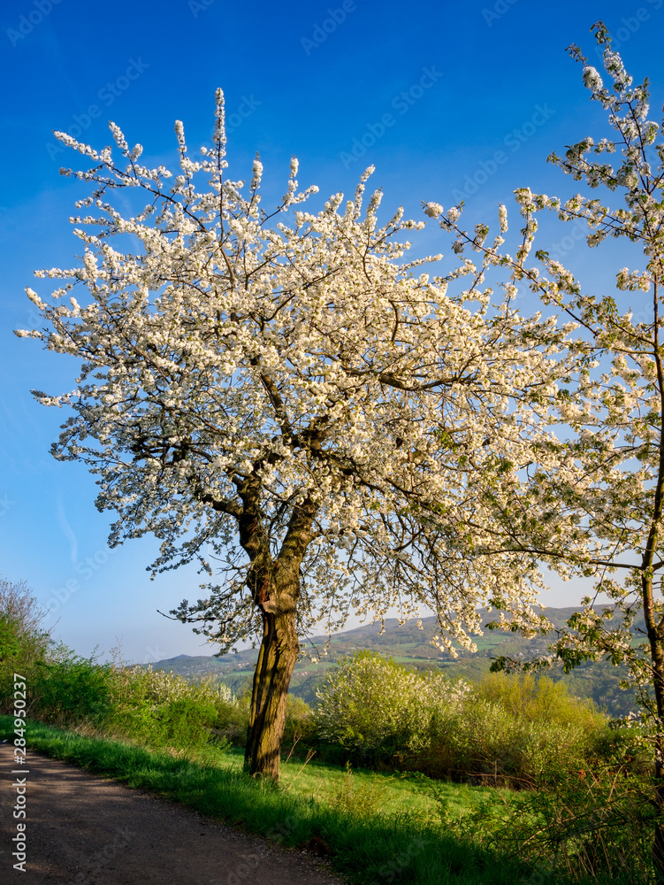 Wild Cherry tree(Prunus avium) on the edge of a dusty road Wild Cherry tree(Prunus avium) on the edge of a dusty road