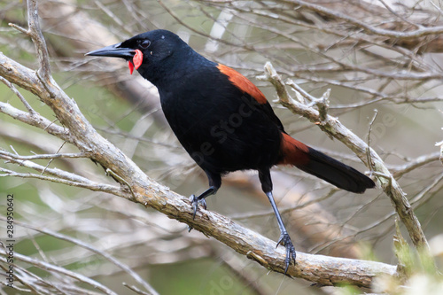 Fotografie Saddleback Endemic Wattlebird of New Zealand