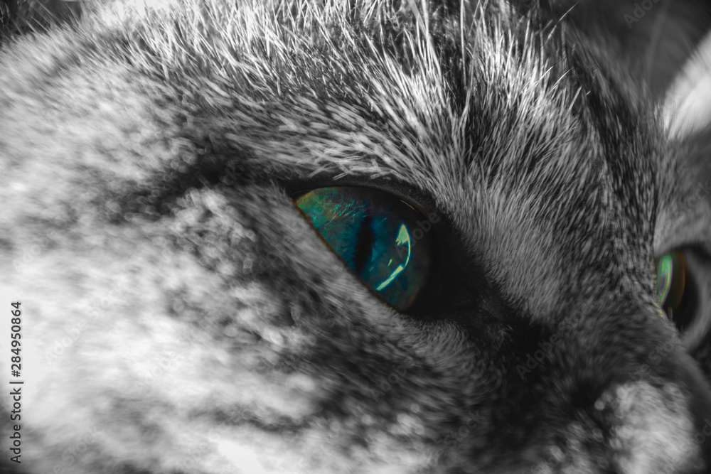 Cat Cat