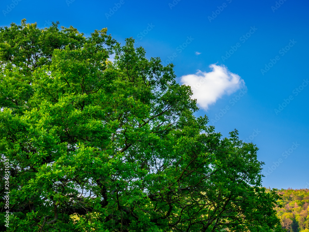 Little cloud over the top of a huge Oak tree