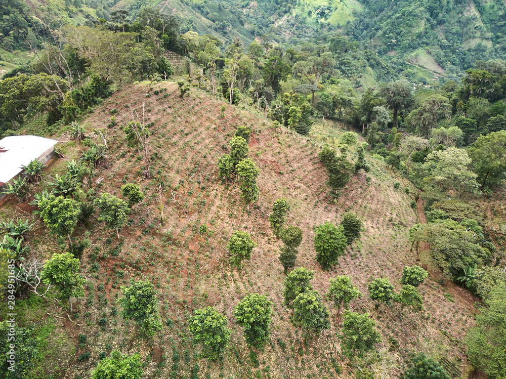 Coffee farm plantation