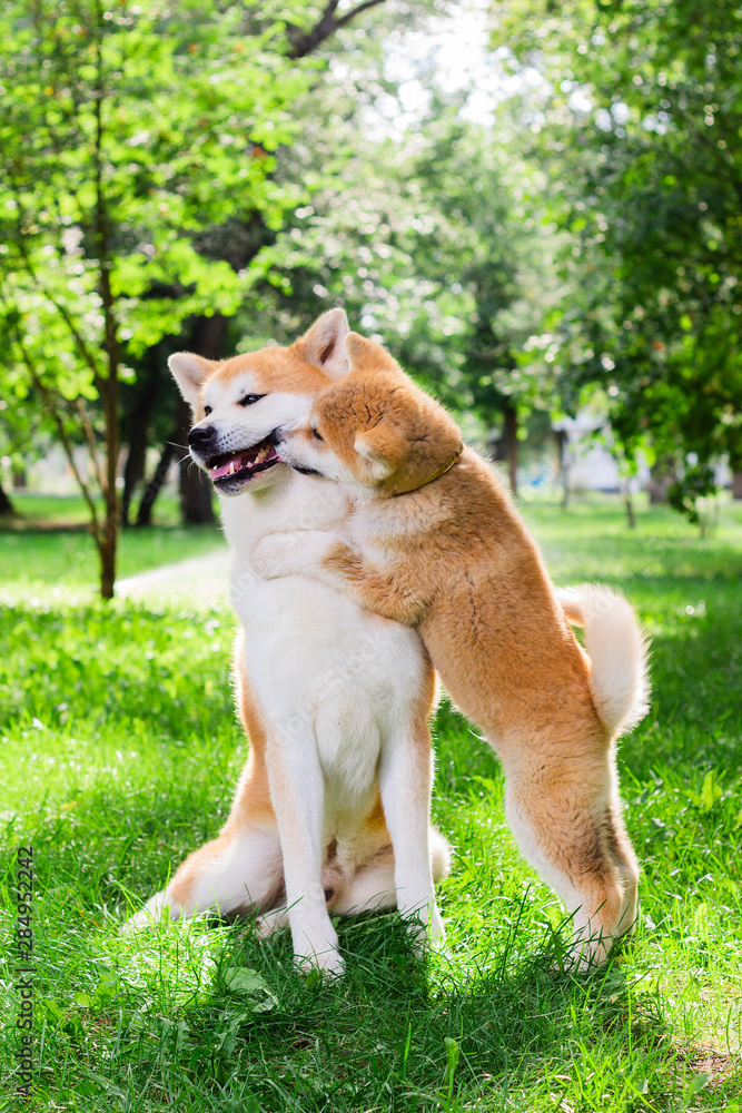 Puppy and adult male Akita inu playing on the grass