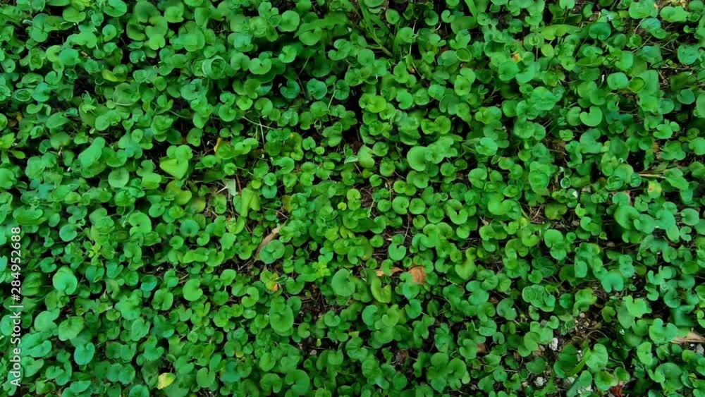 Top view green plants Top view green plants