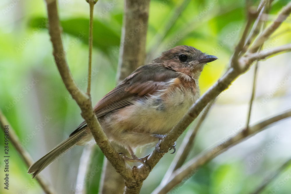 Fototapeta premium Norfolk Island Endemic Golden Whistler