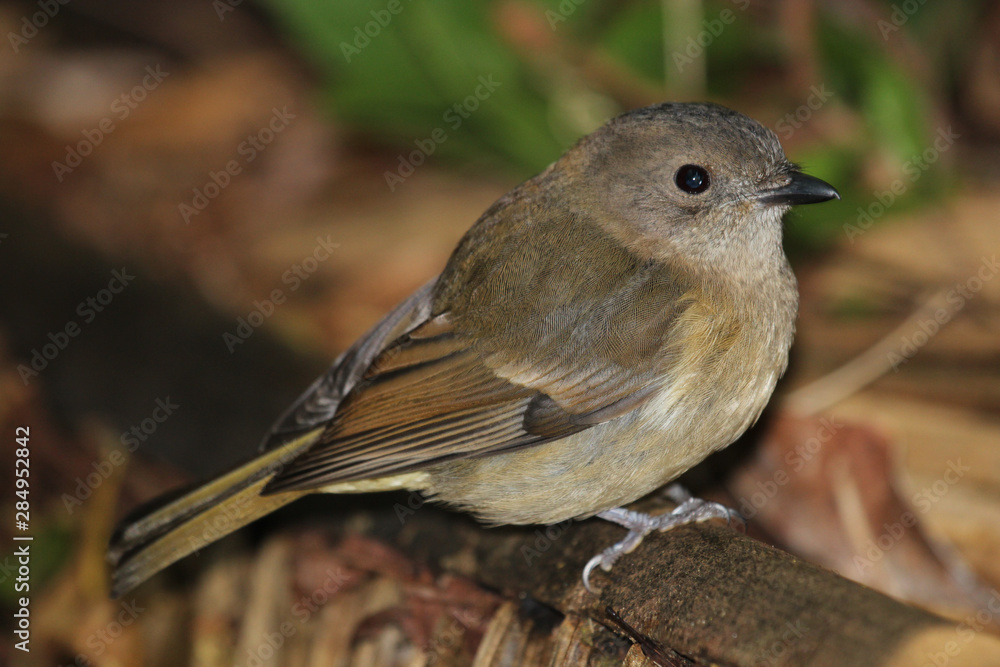 Norfolk Island Endemic Golden Whistler Norfolk Island Endemic Golden Whistler