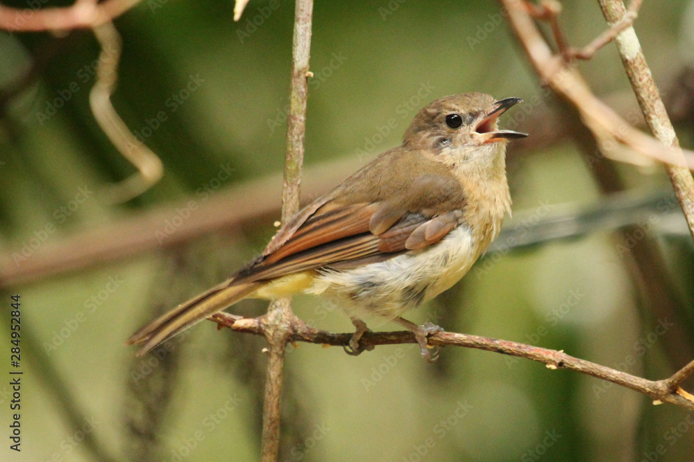 Obraz premium Norfolk Island Endemic Golden Whistler