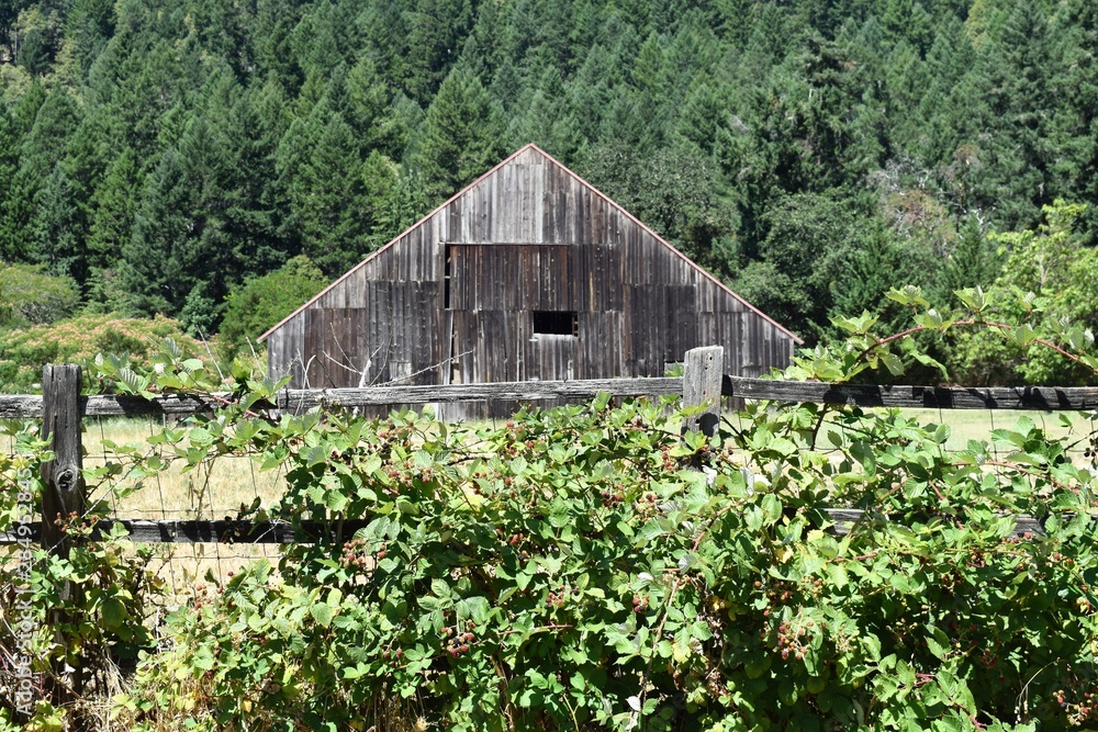 Rustic Old Barn by Forest Fronted by Fence with Berry Vines
