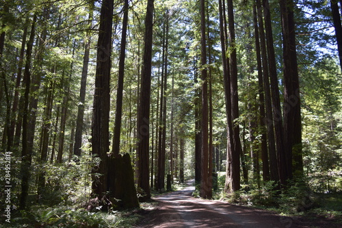 Path Through Tall Trees in Sunny Forest Near Willits  California