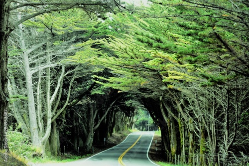 Tree Arched Road near Fort Bragg  on California Highway 1 Beach Area