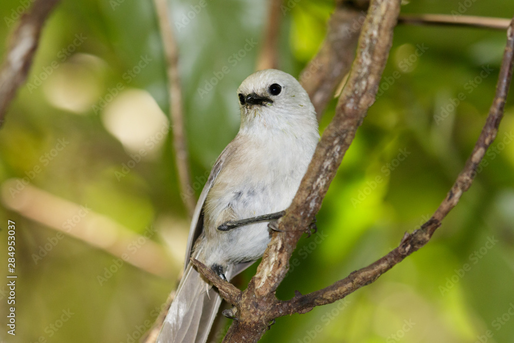 Whitehead Endemic Passerine of New Zealand Whitehead Endemic Passerine of New Zealand