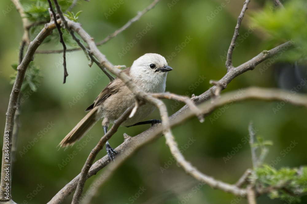 Whitehead Endemic Passerine of New Zealand Whitehead Endemic Passerine of New Zealand
