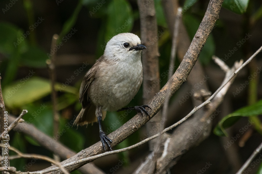 Whitehead Endemic Passerine of New Zealand