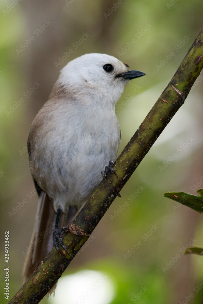 Whitehead Endemic Passerine of New Zealand Whitehead Endemic Passerine of New Zealand