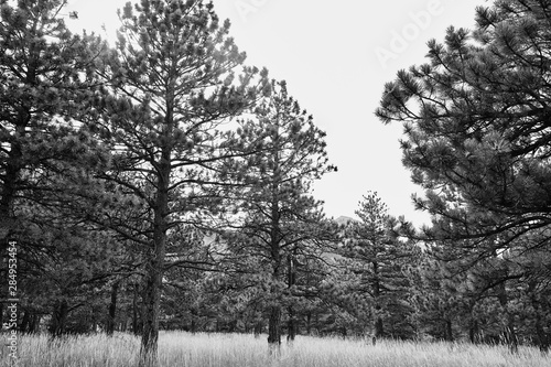 Forest filled with pine trees in black and  white at NCAR Trail head, National Center For Atmospheric Research, in Boulder, Colorado photo