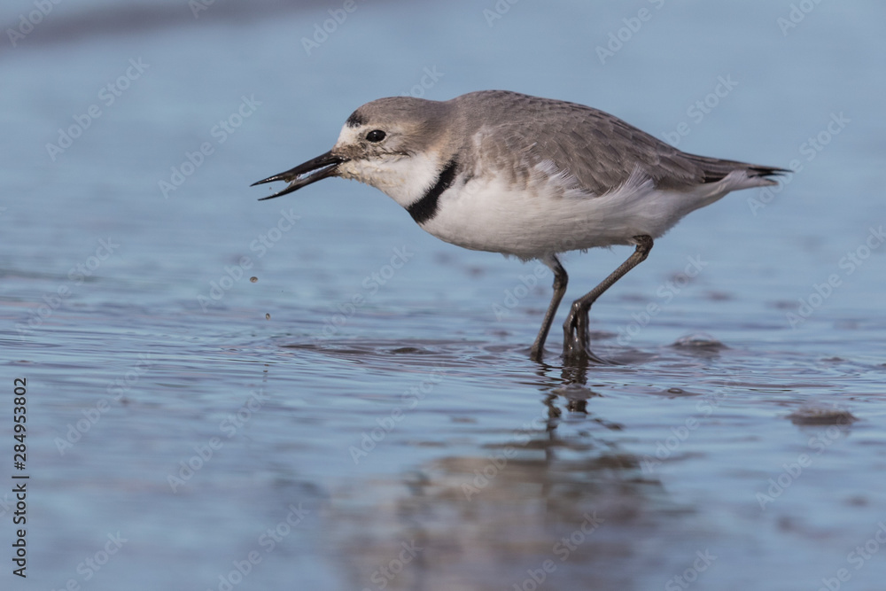 Obraz premium Wrybill Endemic Shorebird of New Zealand