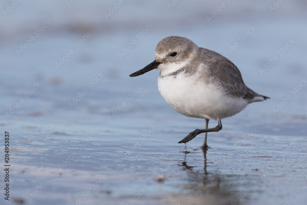 Wrybill Endemic Shorebird of New Zealand Wrybill Endemic Shorebird of New Zealand