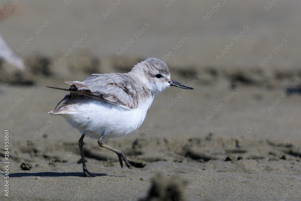 Fototapeta premium Wrybill Endemic Shorebird of New Zealand