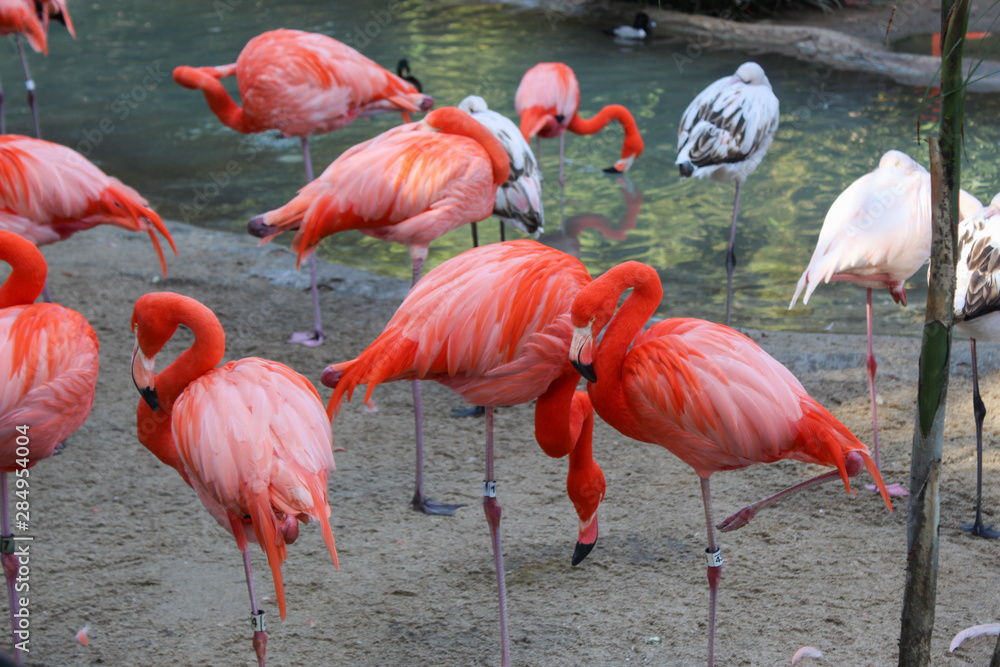 Beautiful view of pink flamingos. Wild animals in a zoo. Natural landscape. Beautiful view of pink flamingos. Wild animals in a zoo. Natural landscape.