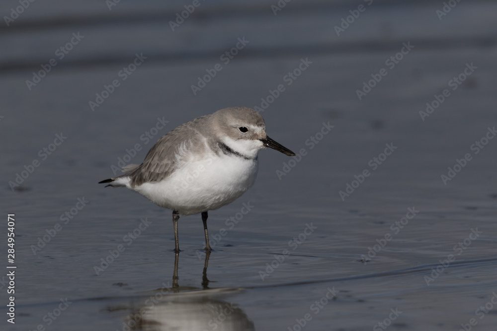 Wrybill Endemic Shorebird of New Zealand Wrybill Endemic Shorebird of New Zealand