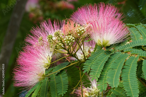 Silktree (Albizia julibrissin). Known as Mimosa, Persian Acacia, Persian Silk Tree, Pink Silk Tree, Lenkoran acacia and Bastard tamarind.