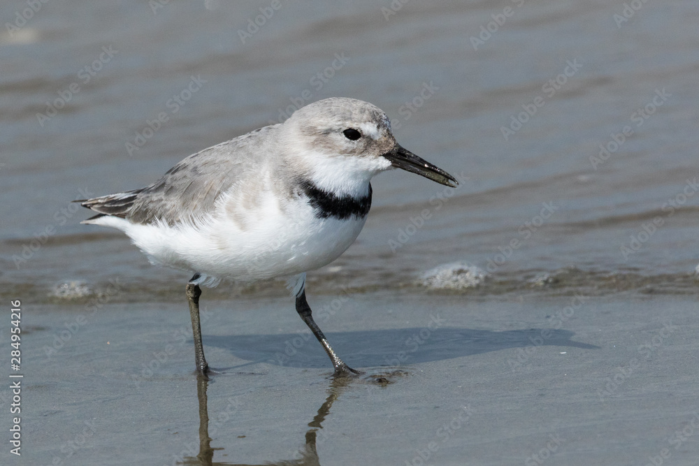 Wrybill Endemic Shorebird of New Zealand Wrybill Endemic Shorebird of New Zealand