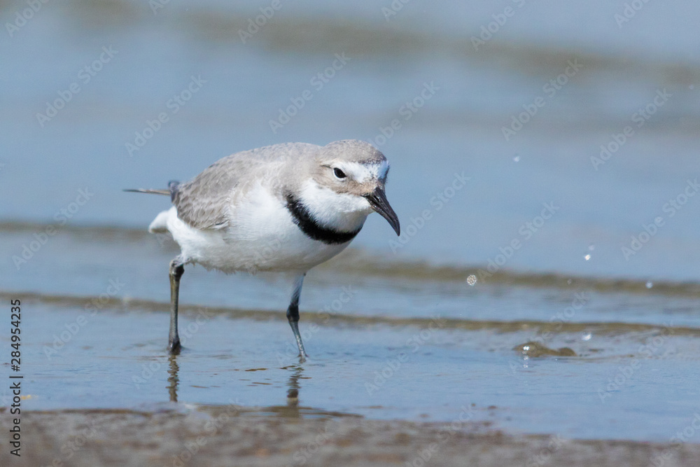 Wrybill Endemic Shorebird of New Zealand Wrybill Endemic Shorebird of New Zealand