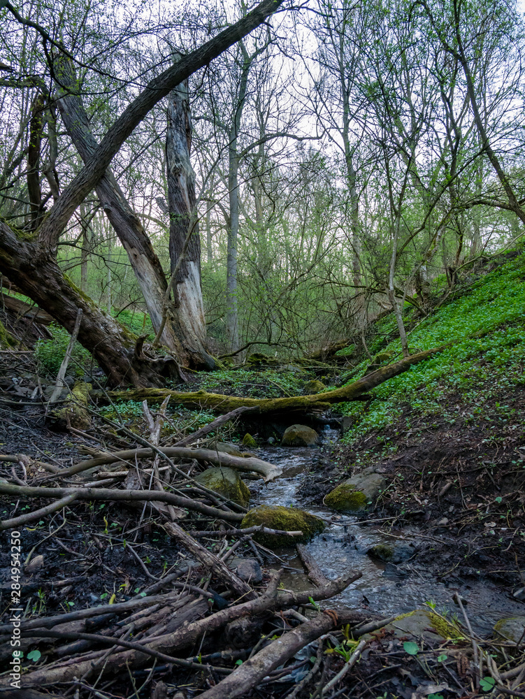 A small stream in the valley, with dry and broken old trees covered with moss A small stream in the valley, with dry and broken old trees covered with moss