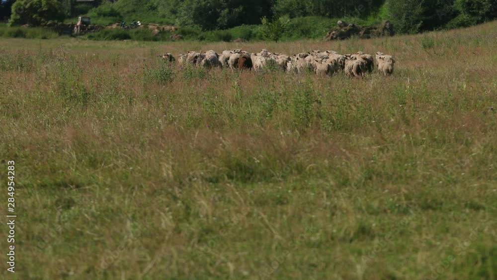 many white and gray sheep grazing on the field, a herd of ewe run fast on grass green, beautiful nature, flying small birds, summer, Sunny day, slow motion, wide angle many white and gray sheep grazing on the field, a herd of ewe run fast on grass green, beautiful nature, flying small birds, summer, Sunny day, slow motion, wide angle