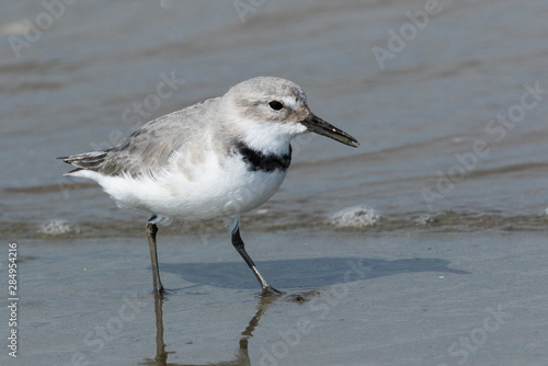 Wrybill Endemic Shorebird of New Zealand