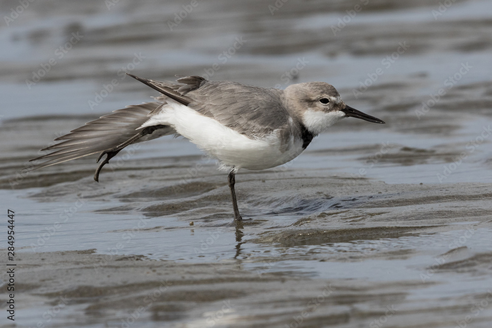 Fototapeta premium Wrybill Endemic Shorebird of New Zealand