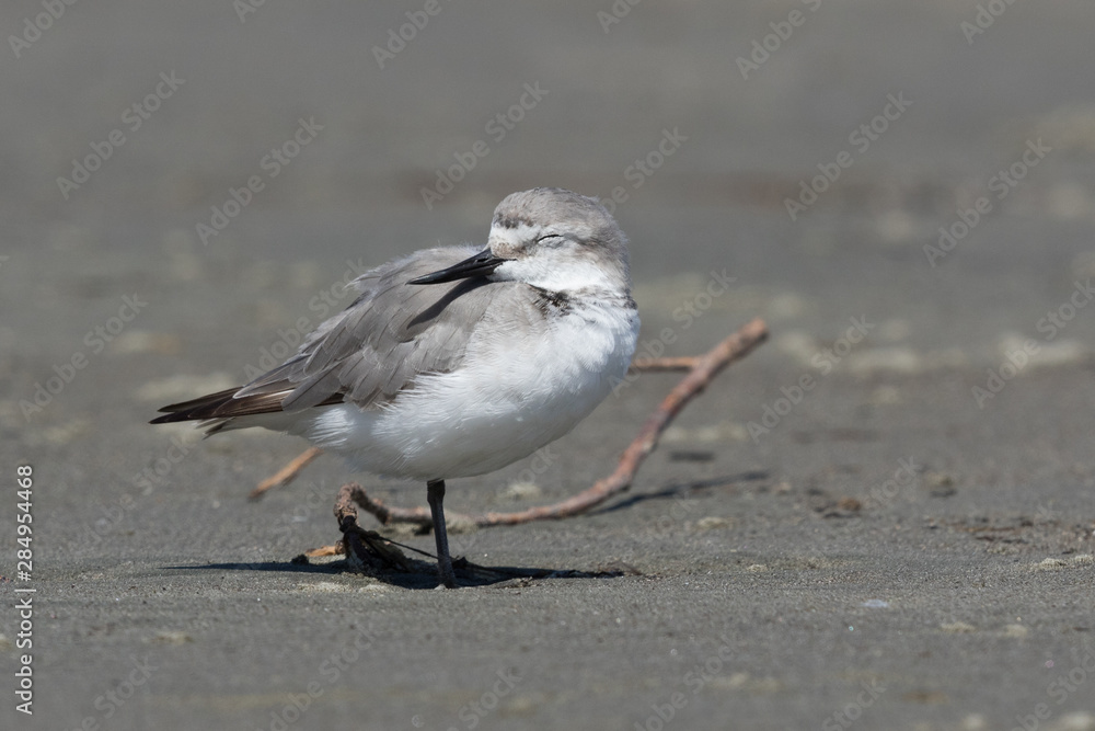 Wrybill Endemic Shorebird of New Zealand