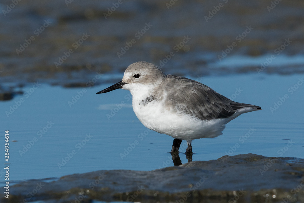 Wrybill Endemic Shorebird of New Zealand Wrybill Endemic Shorebird of New Zealand
