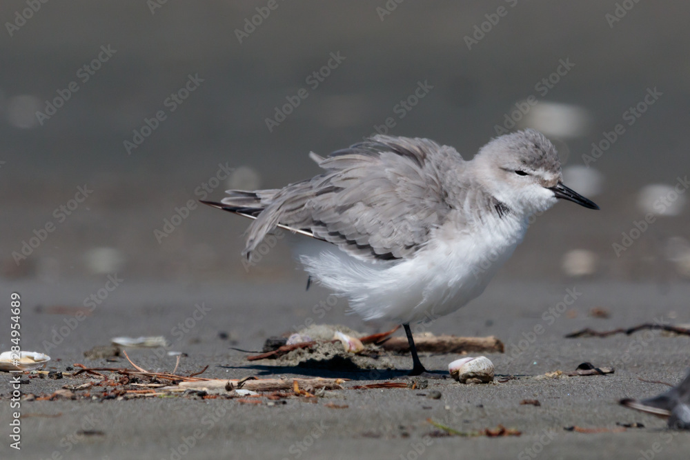 Wrybill Endemic Shorebird of New Zealand Wrybill Endemic Shorebird of New Zealand