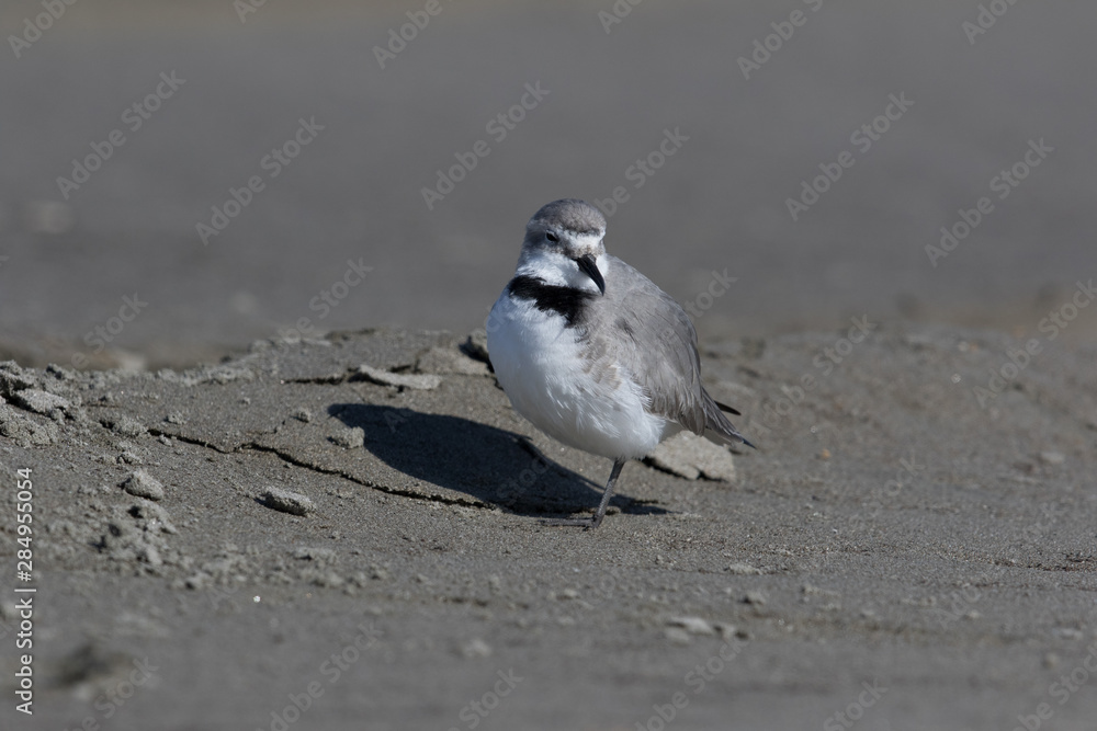 Wrybill Endemic Shorebird of New Zealand Wrybill Endemic Shorebird of New Zealand