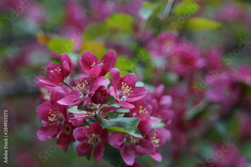 Photo without processing. Abundant flowering of apple trees with red flowers. Beautiful blur. Colors: green, burgundy, red, turquoise.