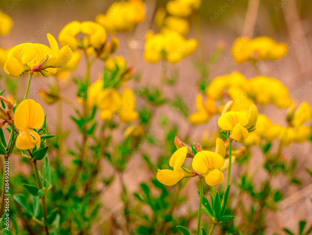 Fototapeta premium Bird's-foot trefoil(Lotus corniculatus) - lots of flowers blurred in the background - selective focus