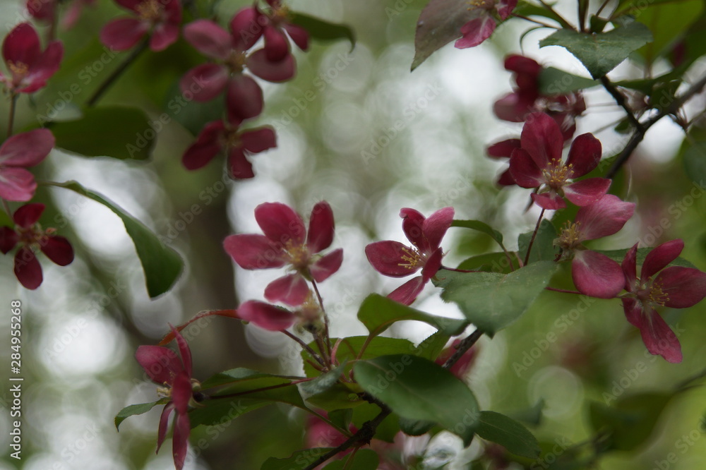 Obraz premium Photo without processing. Abundant flowering of apple trees with red flowers. Beautiful blur. Colors: green, burgundy, red, turquoise.
