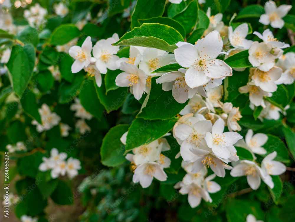 Blooming flowers on Spiraea × Vanhouttei bush Blooming flowers on Spiraea × Vanhouttei bush