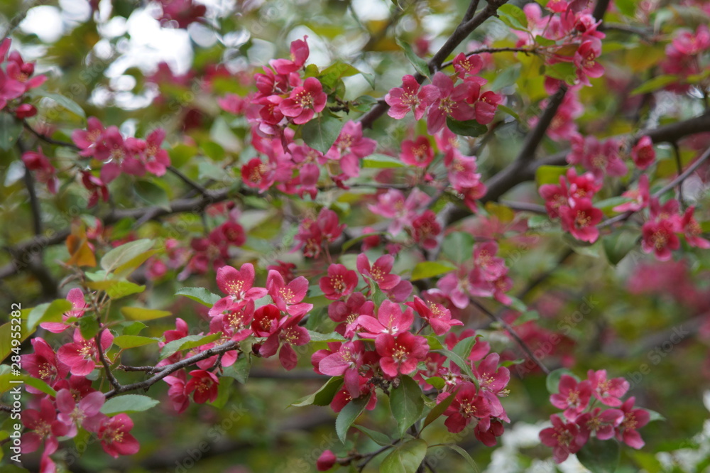 Photo without processing. Abundant flowering of apple trees with red flowers. Beautiful blur. Colors: green, burgundy, red, turquoise. Photo without processing. Abundant flowering of apple trees with red flowers. Beautiful blur. Colors: green, burgundy, red, turquoise.