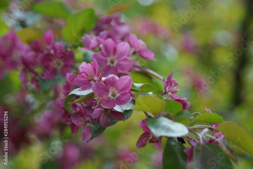 Photo without processing. Abundant flowering of apple trees with red flowers. Beautiful blur. Colors  green  burgundy  red  turquoise.