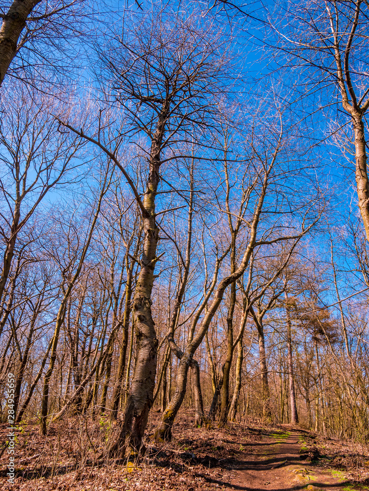 Half-dried old wild cherry tree near the forest path Half-dried old wild cherry tree near the forest path